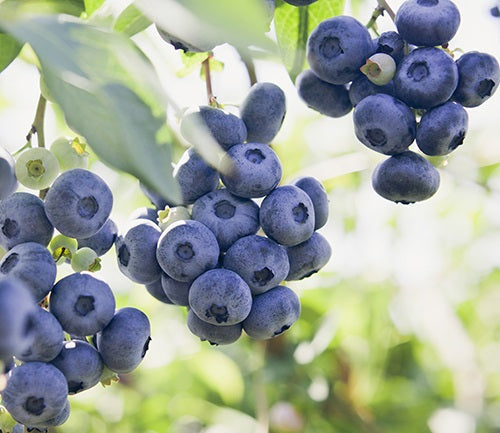 Vaccinium corymbosum - BLUE ROSE - Blueberry