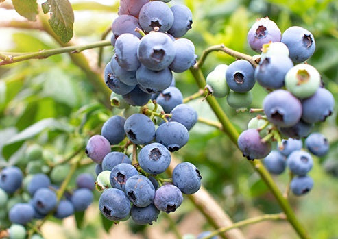 Vaccinium corymbosum x angustifolium - NORTHLAND - Blueberry