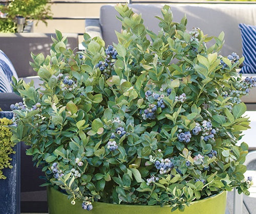 Vaccinium corymbosum - PEACH SORBET® - Blueberry 'ZF06-043' PBR