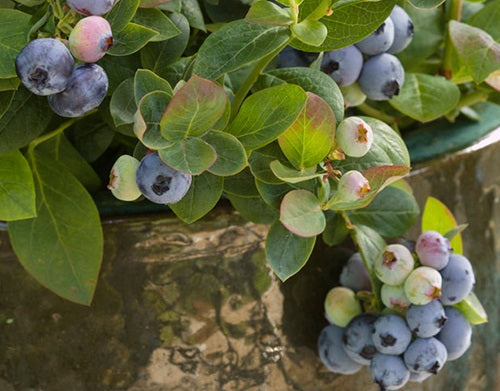 Vaccinium corymbosum - PINK ICING® - Blueberry 'ZF06-079' PBR
