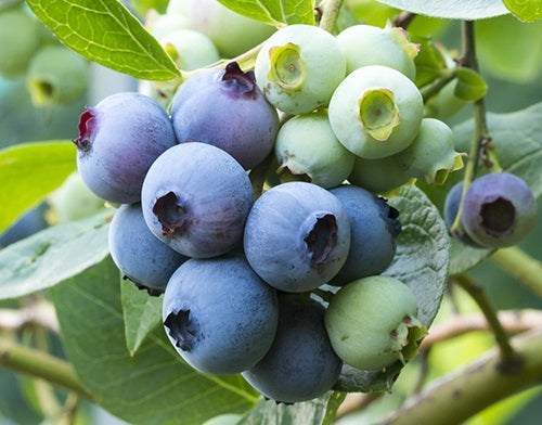 Vaccinium corymbosum x darrowi - SUNSHINE BLUE - Blueberry
