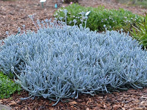 Curio repens x talinoides - TRIDENT BLUE - Chalksticks