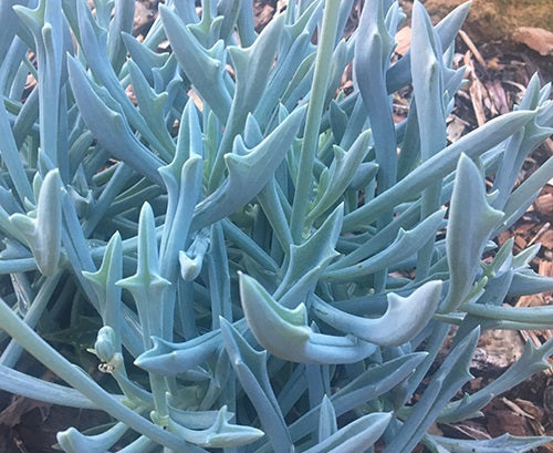 Curio repens x talinoides - TRIDENT BLUE - Chalksticks