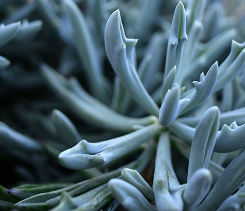 Curio repens x talinoides - TRIDENT BLUE - Chalksticks