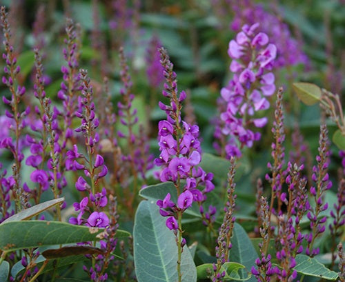 Hardenbergia violacea - SEA OF PURPLE - Native Sarsparilla