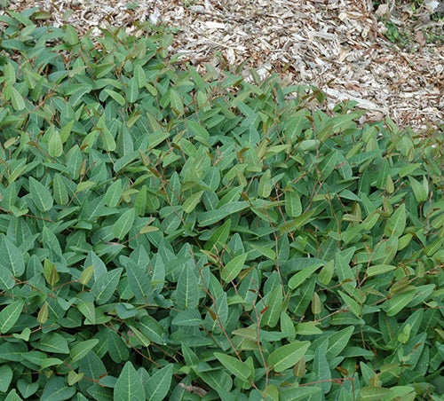 Hardenbergia violacea - SEA OF PURPLE - Native Sarsparilla