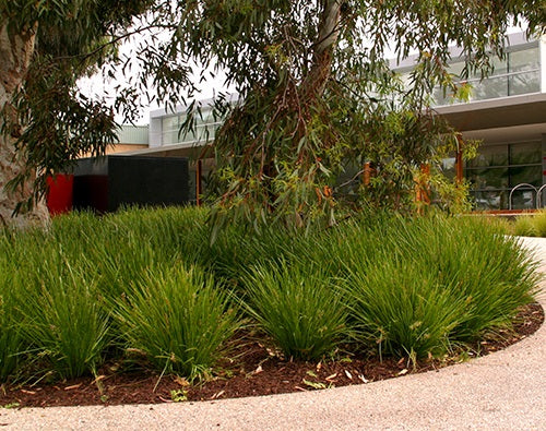 Lomandra confertifolia x longifolia - LIME TUFF - Spiny-Head Mat-Rush
