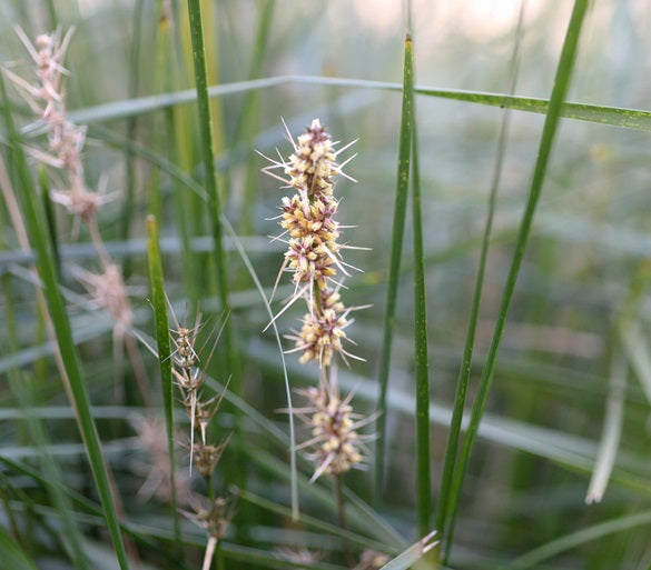 Lomandra longifolia - VERDAY - Spiny-Head Mat-Rush 'LL364' PBR