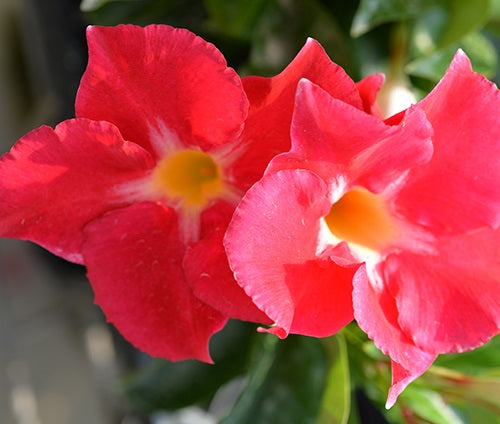Mandevilla - ALOHA PINK STAR - Rocktrumpet