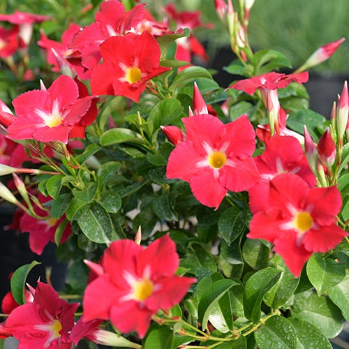 Mandevilla - ALOHA PINK STAR - Rocktrumpet
