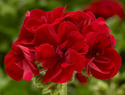 Pelargonium peltatum x zonale - Calliope® LARGE BURGUNDY - Geranium