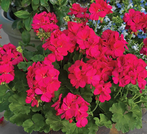 Pelargonium peltatum x zonale - Calliope® LARGE PINK - Geranium