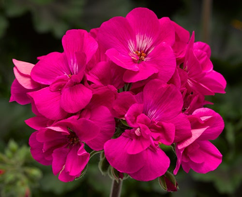 Pelargonium peltatum x zonale - Calliope® LARGE PINK - Geranium