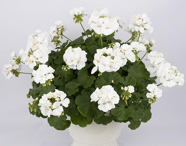 Pelargonium peltatum x zonale - Calliope® LARGE WHITE - Geranium