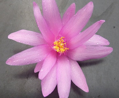 Rhipsalidopsis gaertneri - OTTAWA SPIRIT - Whitsun Cactus