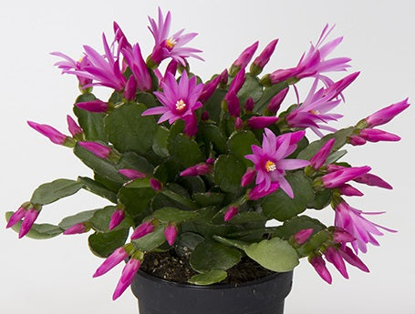 Rhipsalidopsis gaertneri - OTTAWA SPIRIT - Whitsun Cactus