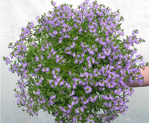 Scaevola aemula - AUSSIE CRAWL - Fairy Fan-Flower