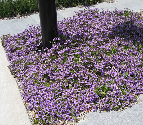 Scaevola aemula - AUSSIE CRAWL - Fairy Fan-Flower