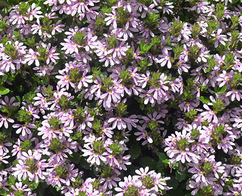 Scaevola aemula - AUSSIE SALUTE PINK - Fairy Fan-Flower