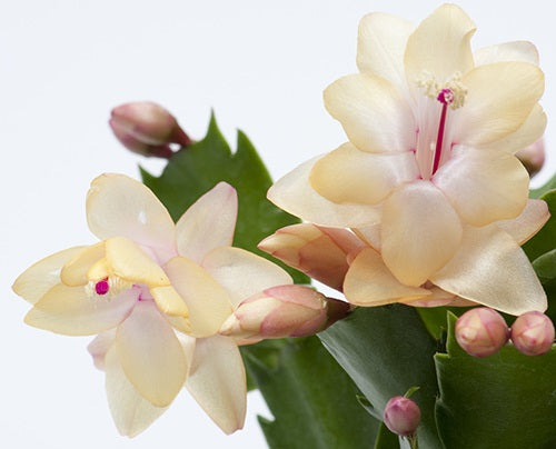 Schlumbergera - OUTONO - Zygocactus