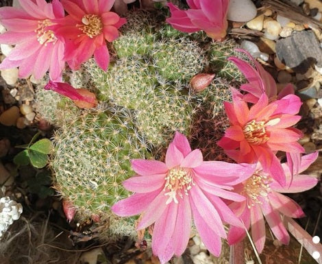 Rebutia - PINK SENSATION