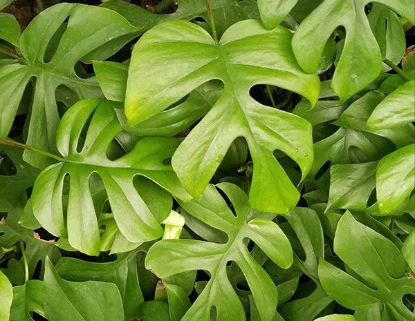 Rhaphidophora tetrasperma - Mini Monstera Totem