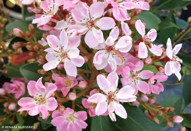 Rhaphiolepis indica - ORIENTAL PINK - Pink Indian Hawthorn 'Rapopink' PBR