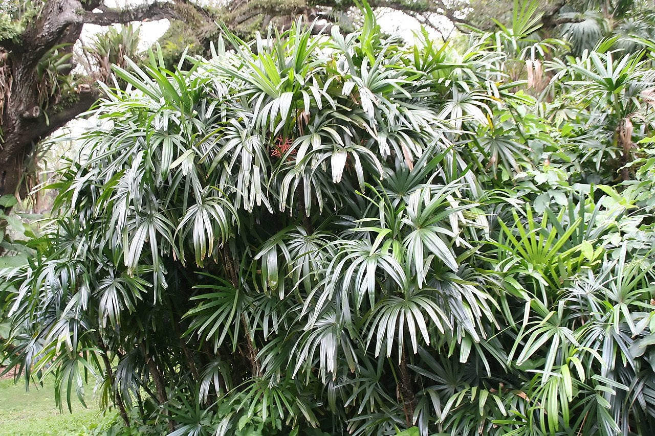Rhapis excelsa - Lady Palm