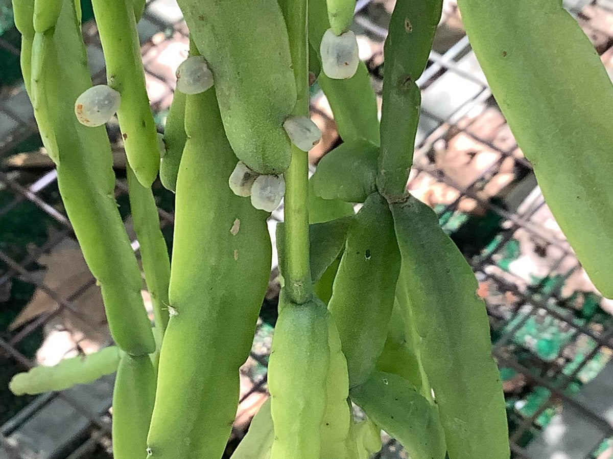 Rhipsalis micrantha - Birds Foot Cactus Hanging Basket