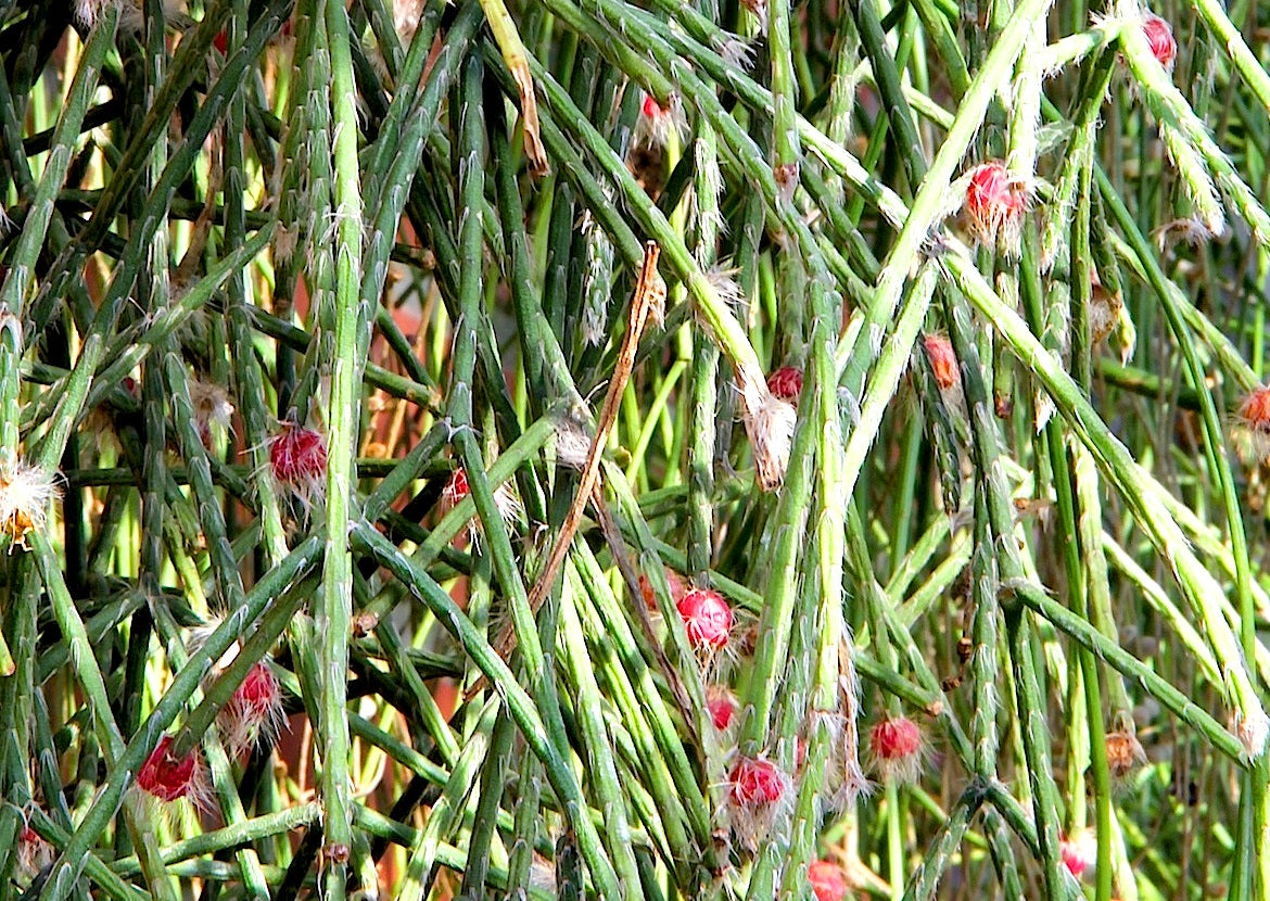 Rhipsalis pilocarpa - Hairy-Fruited Wickerware Cactus