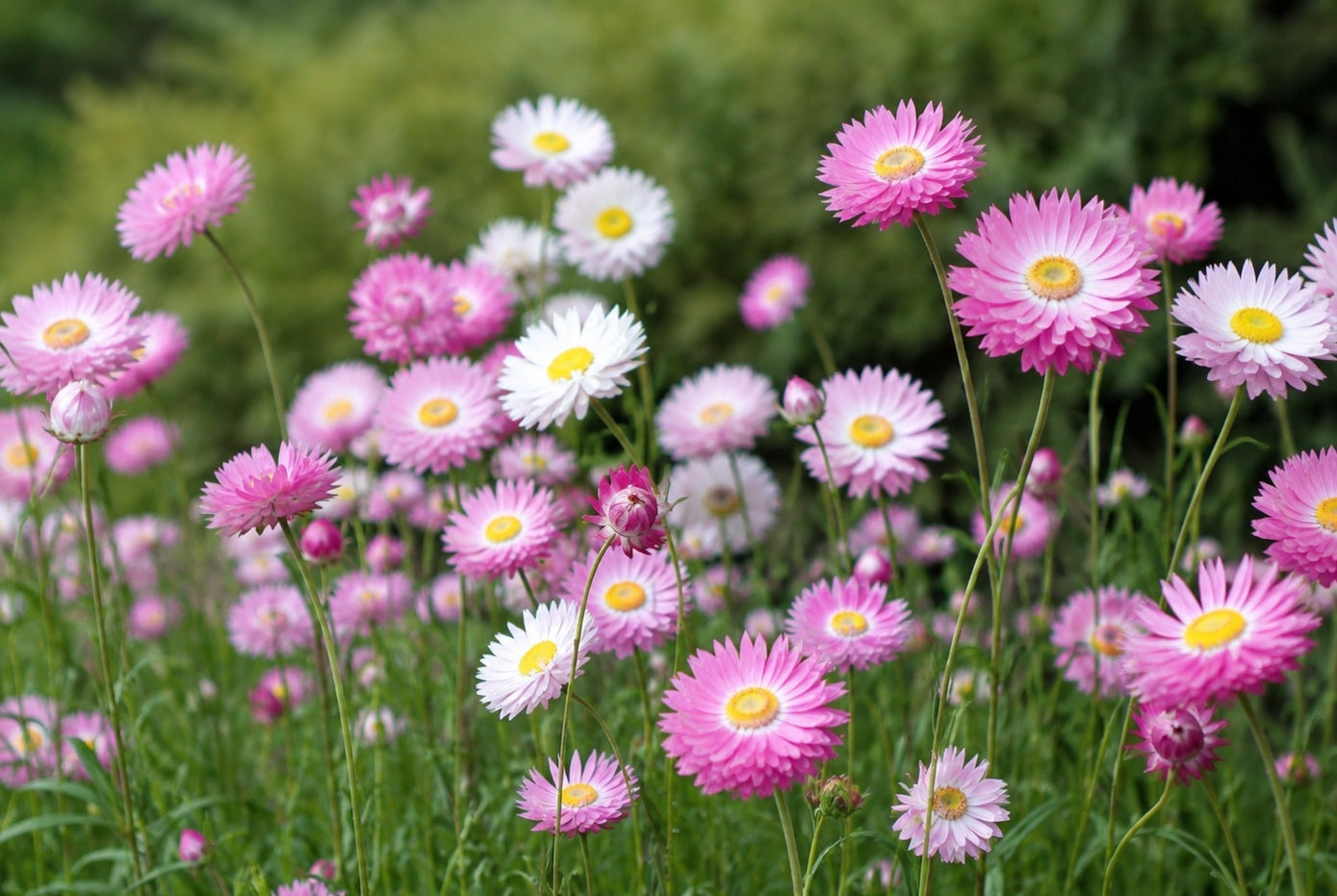 Rhodanthe chlorocephala - ROSEUM (PINK AND WHITE) - Everlasting Daisy