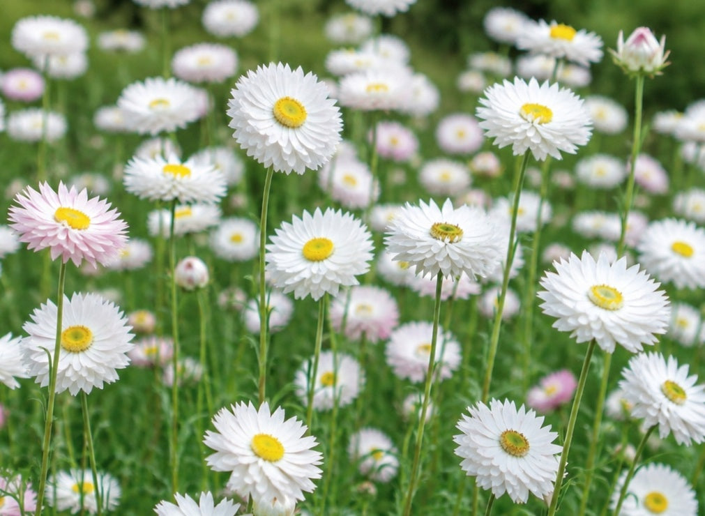 Rhodanthe chlorocephala - WHITE ROSA - Everlasting Daisy