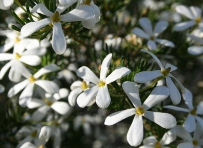 Ricinocarpos cyanescens x tuberculatus - BRIDAL STAR - Wedding Bush