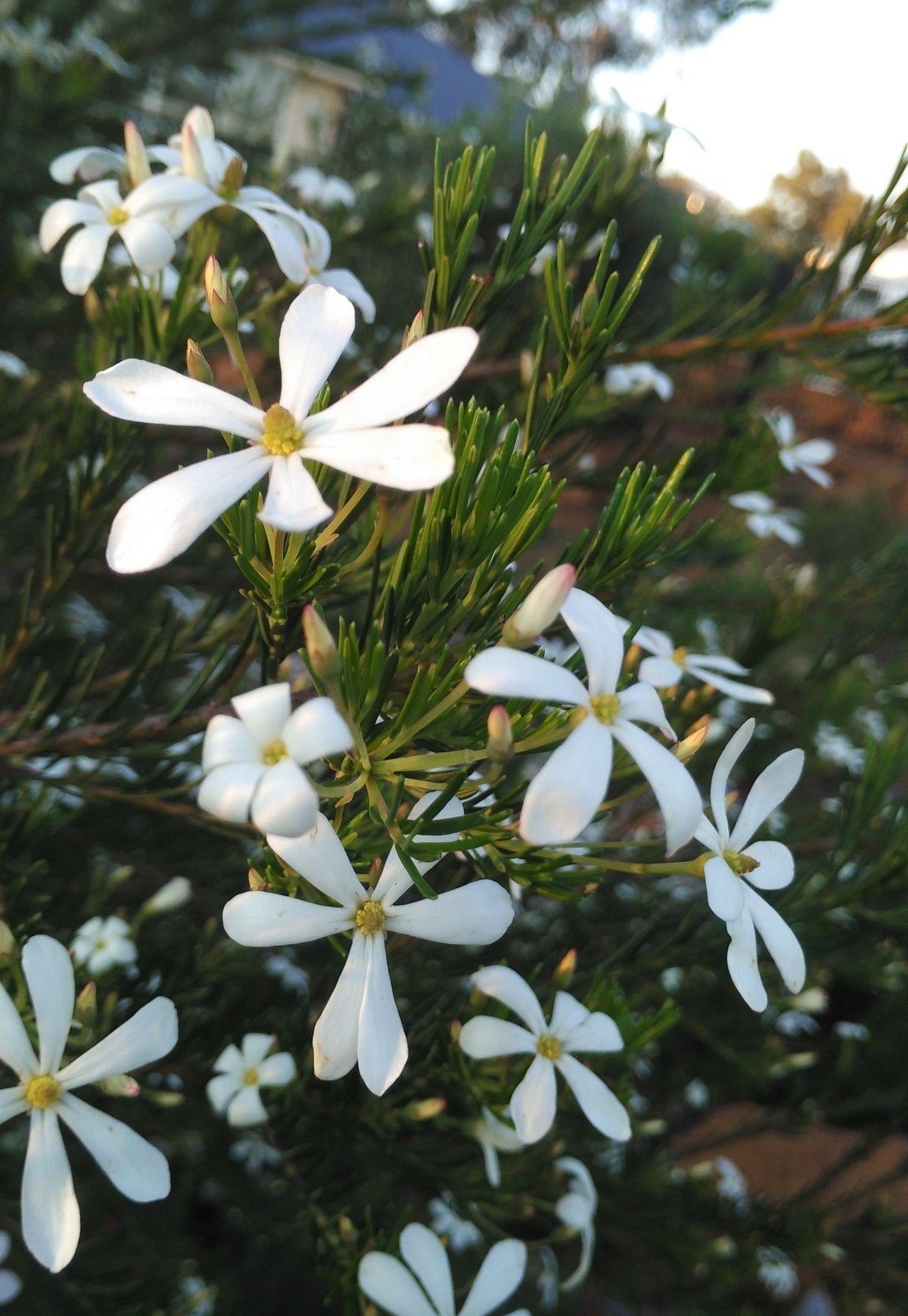 Ricinocarpos tuberculatus - Wedding Bush