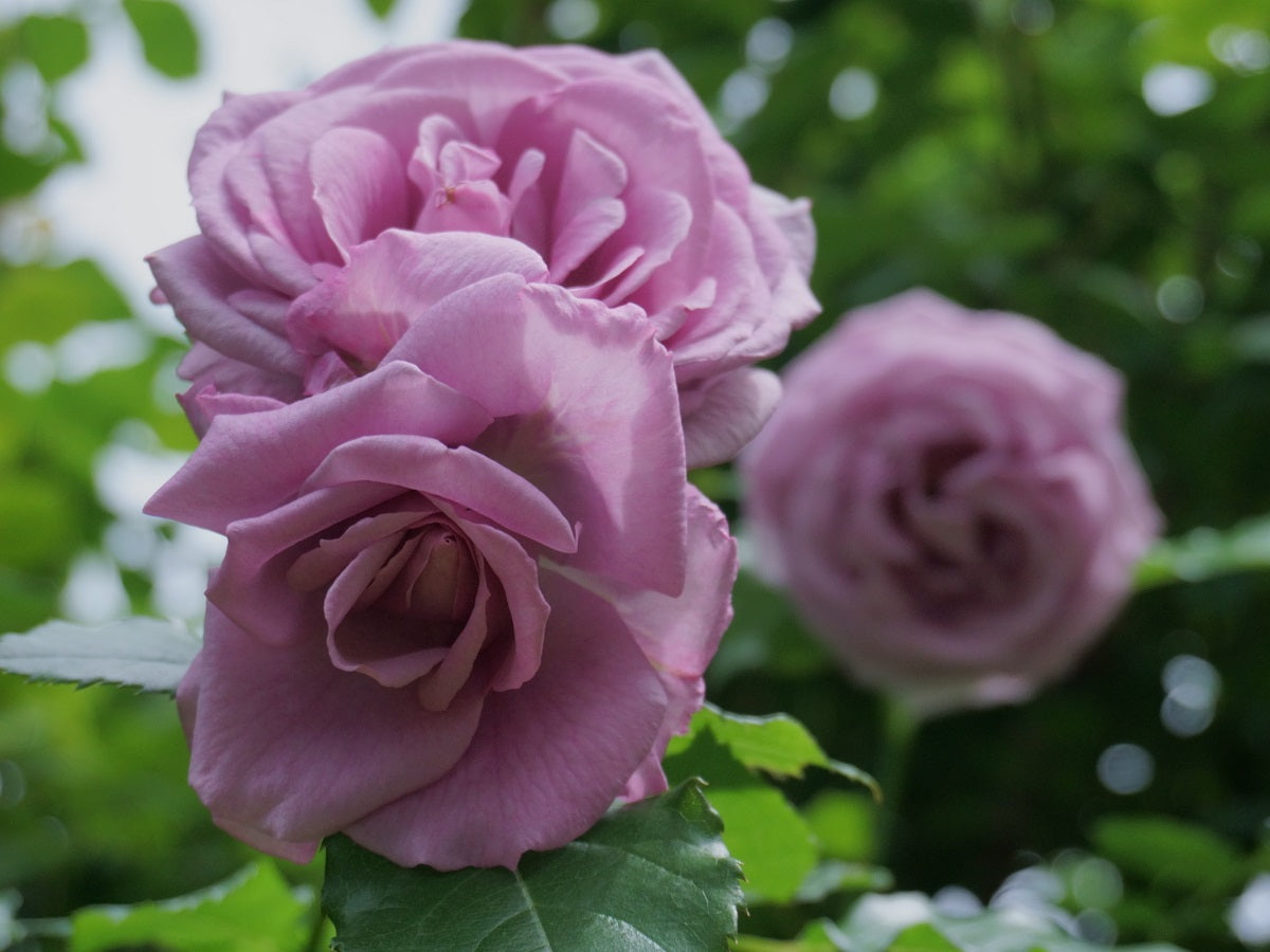 Rose - BLUE MOON