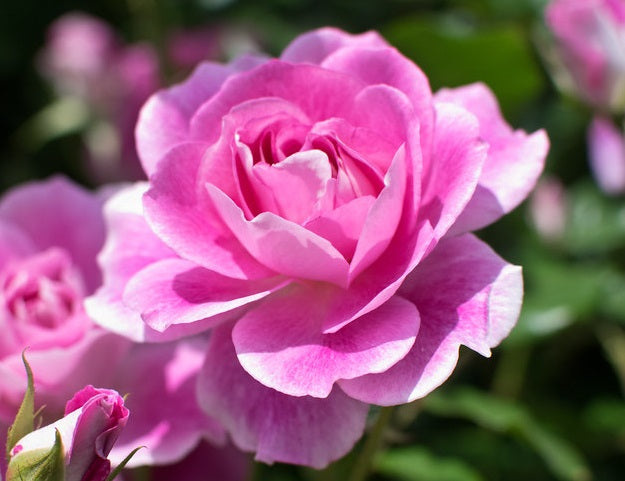 Rose - BRILLIANT PINK ICEBERG 3-Foot Standard