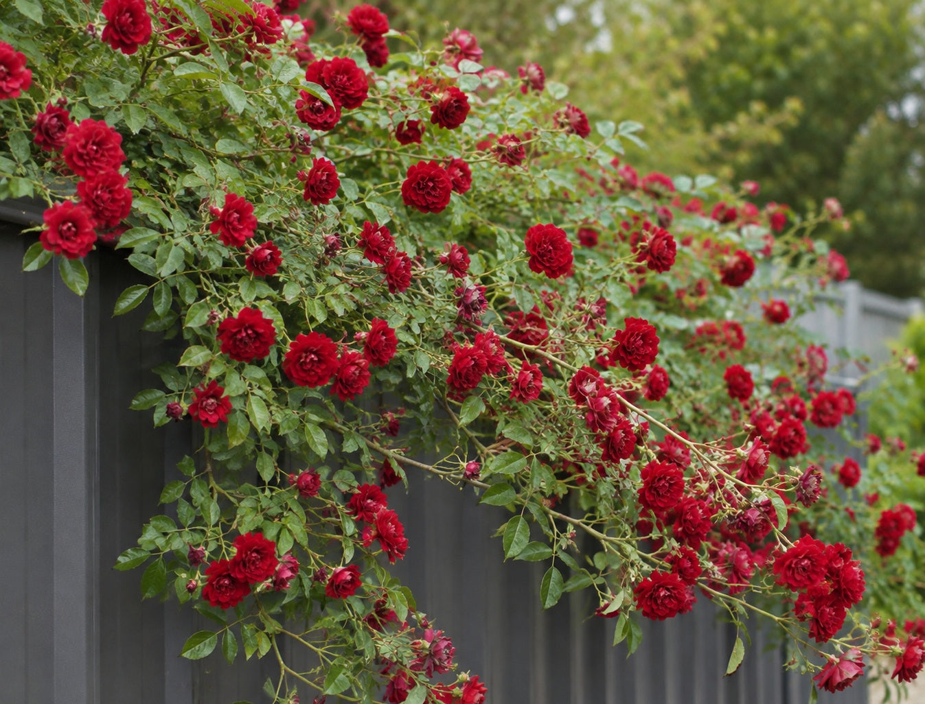 Rose - RED CASCADE