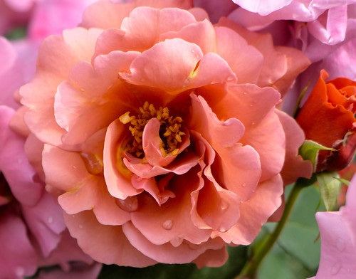 Rose - ESPRESSO