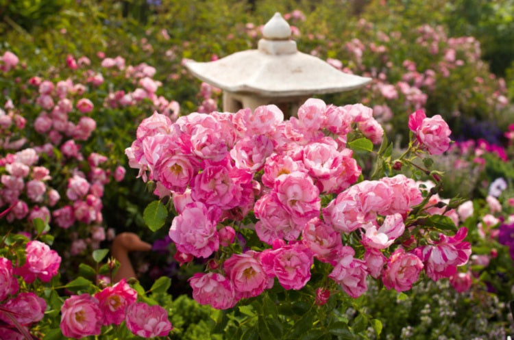 Rose - Flower Carpet® PINK SPLASH