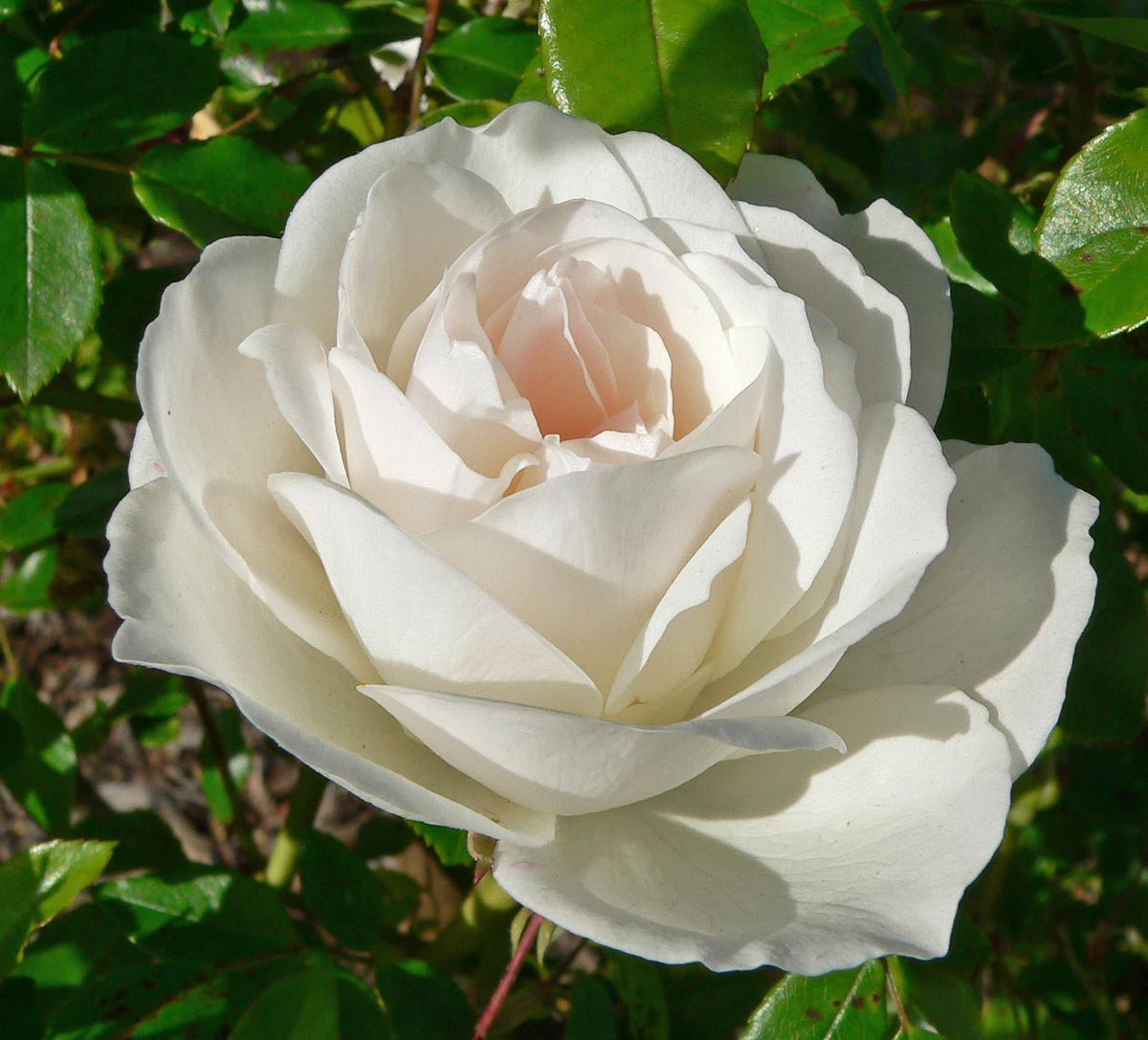 Rose - ICEBERG