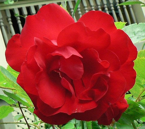 Rose - LILI MARLENE 2-Foot Standard