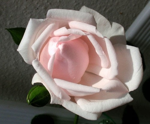 Rose - NEW DAWN