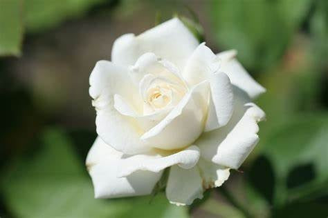 Rose - PALOMA BLANCA