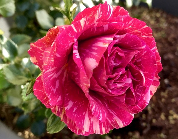 Rose - PINK INTUITION