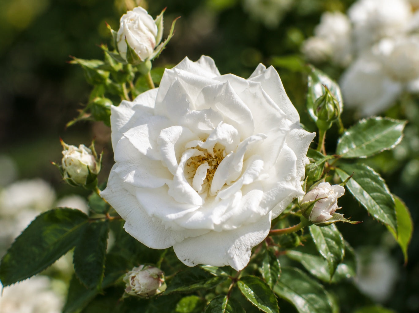 Rose - WHITE DRIFT®