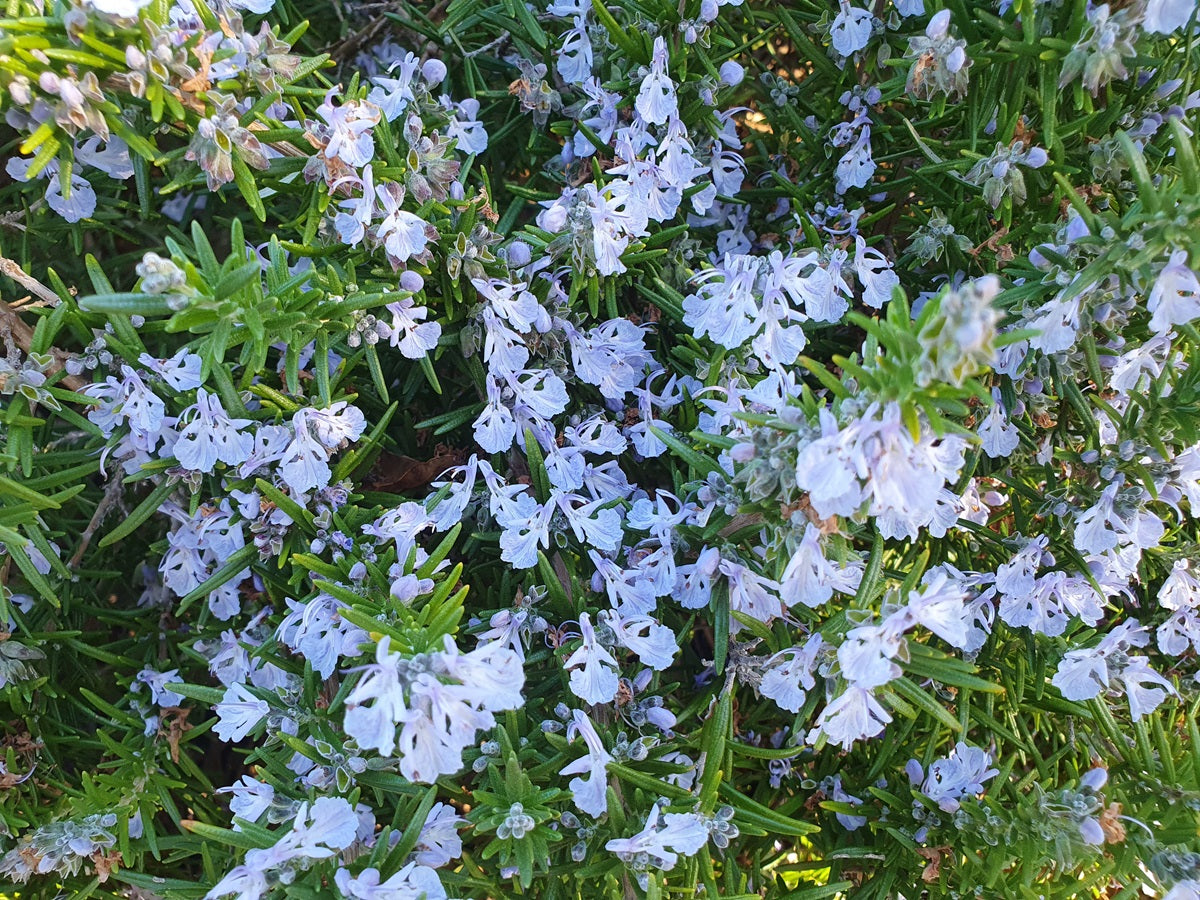 Rosemary - CARIBBEAN SPLASH - Salvia rosmarinus