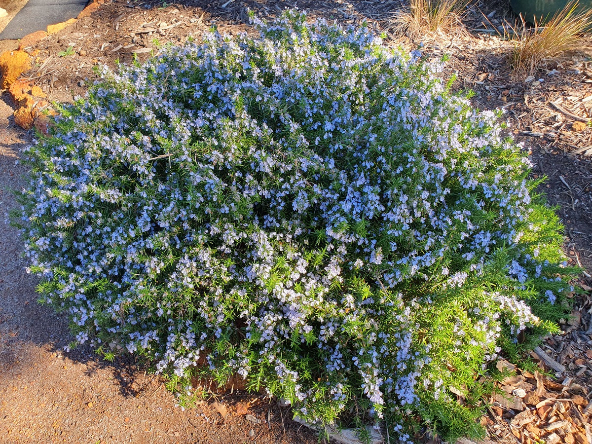 Rosemary - CARIBBEAN SPLASH - Salvia rosmarinus