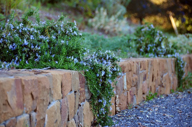 Rosemary Prostrate - Salvia rosmarinus prostratus