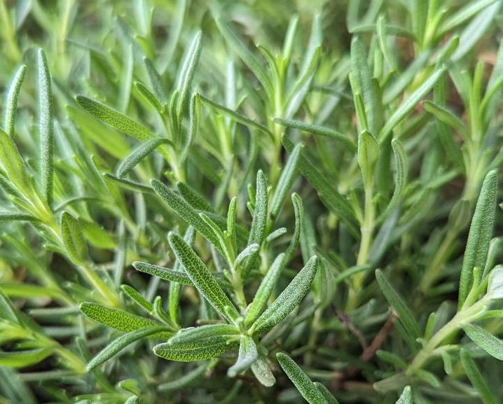 Rosemary - Salvia rosmarinus
