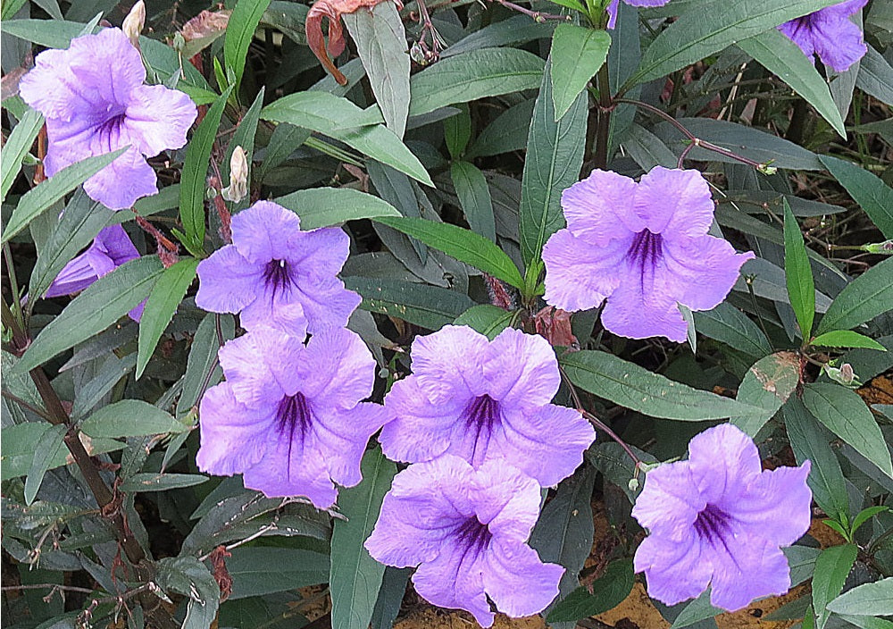 Ruellia simplex - Mexican Petunia